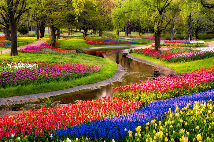 Парк цветов Кекенхоф. Город Амстердам