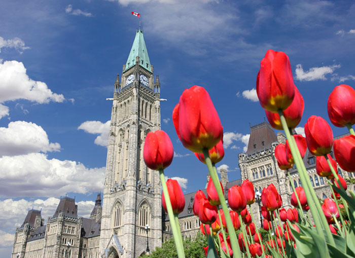 Канадский фестиваль тюльпанов
